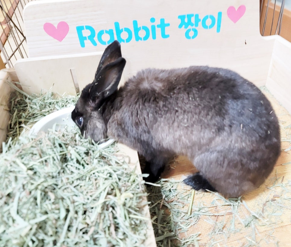 나주배유기 이미지