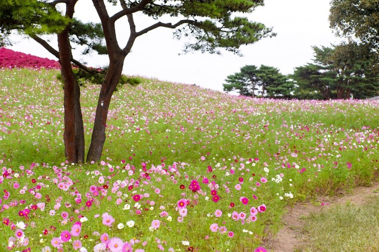 매일조경인력 이미지