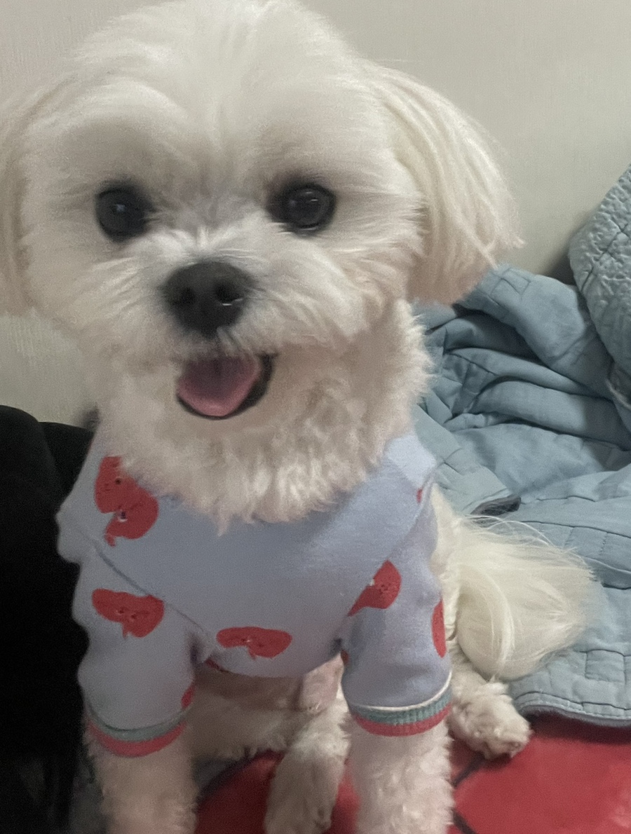 요미상점 이미지