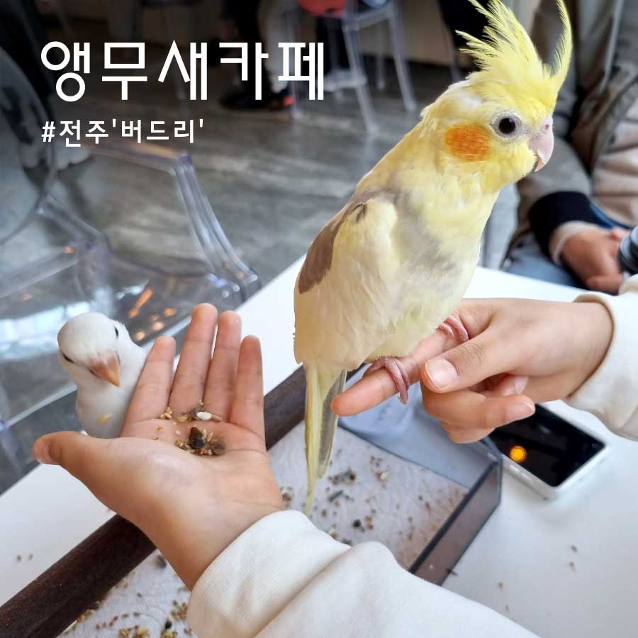버드리전주 이미지