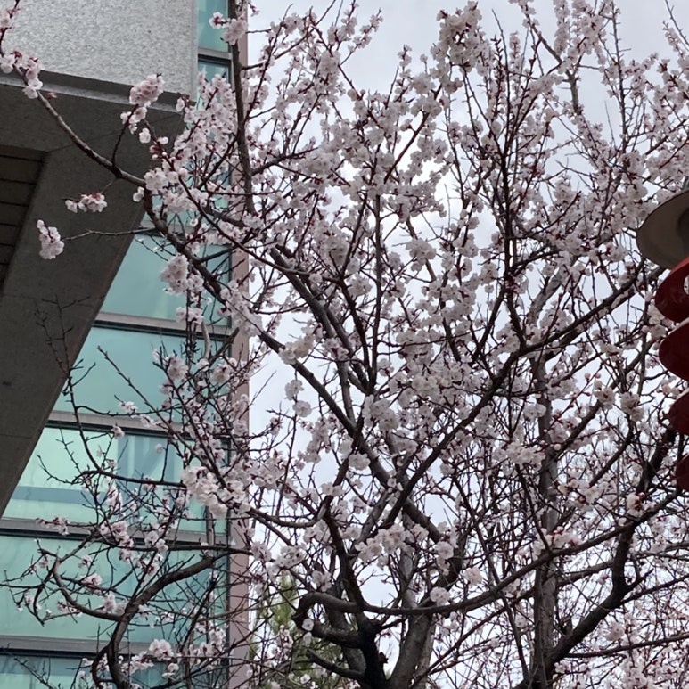 홍매원 이미지