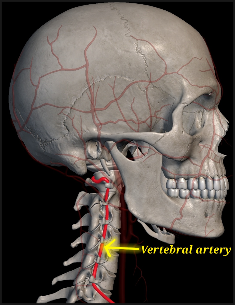 머리가 어지러워요 추골동맥 목뼈 사분위 검사(Cervical quadrant test) 네이버 블로그