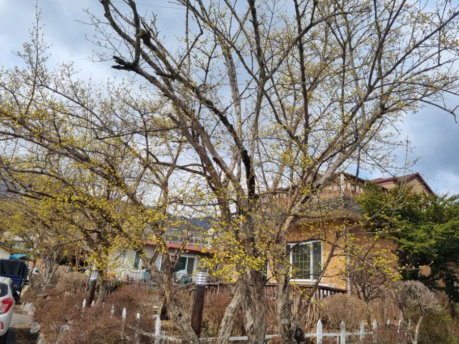 이천백사산수유영농조합 이미지