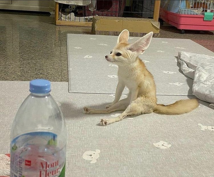 젠틀베어 이미지