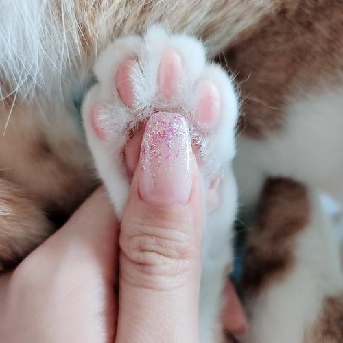 무디래쉬 이미지