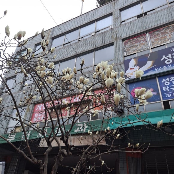 백년청과 이미지