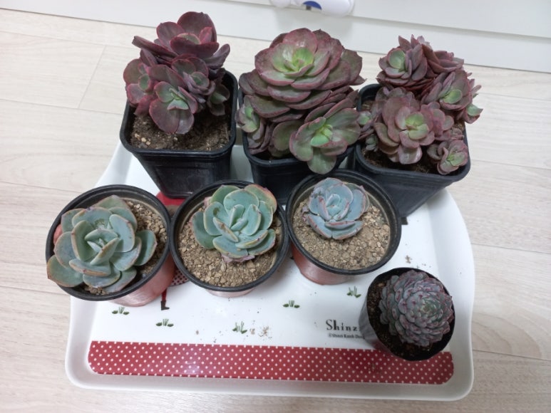수연슈퍼 이미지