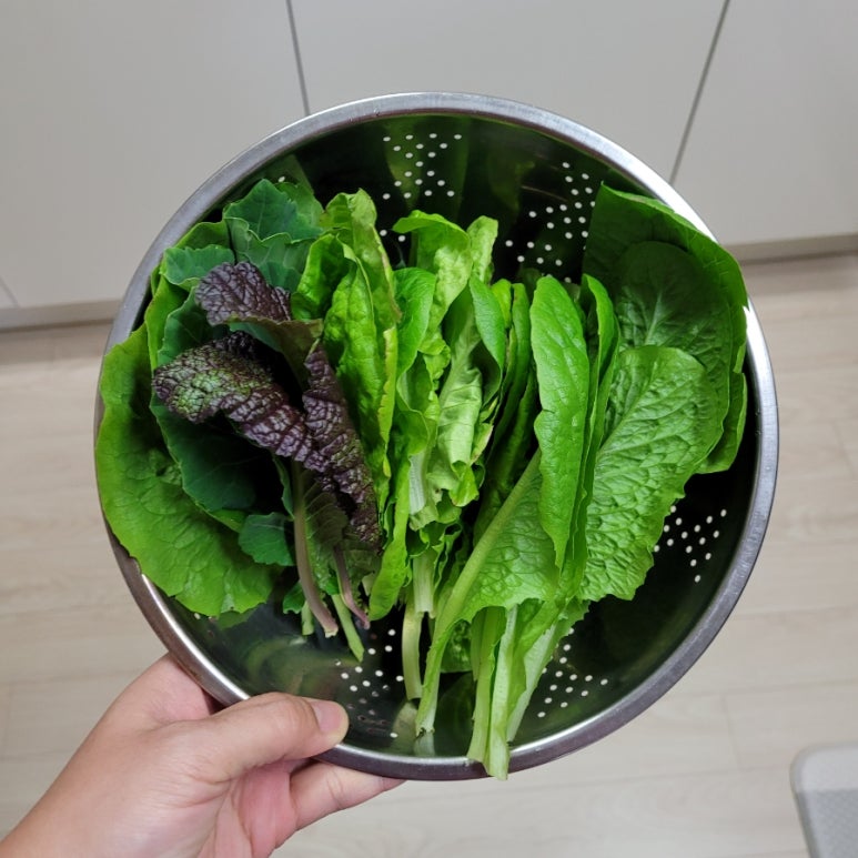 씨드(SeeD) 이미지