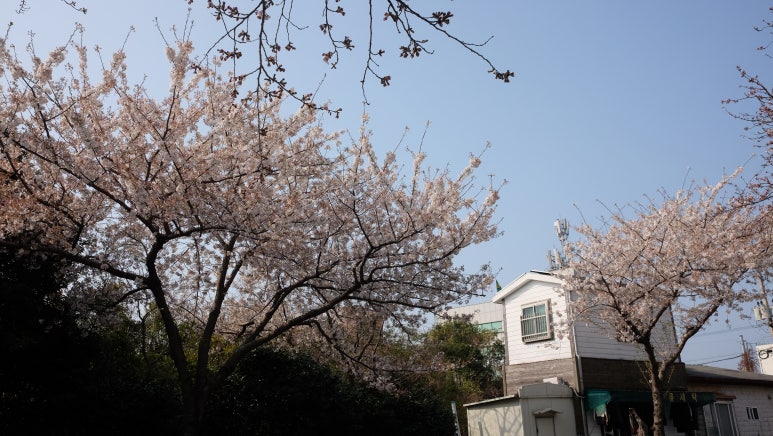 그루상조 이미지