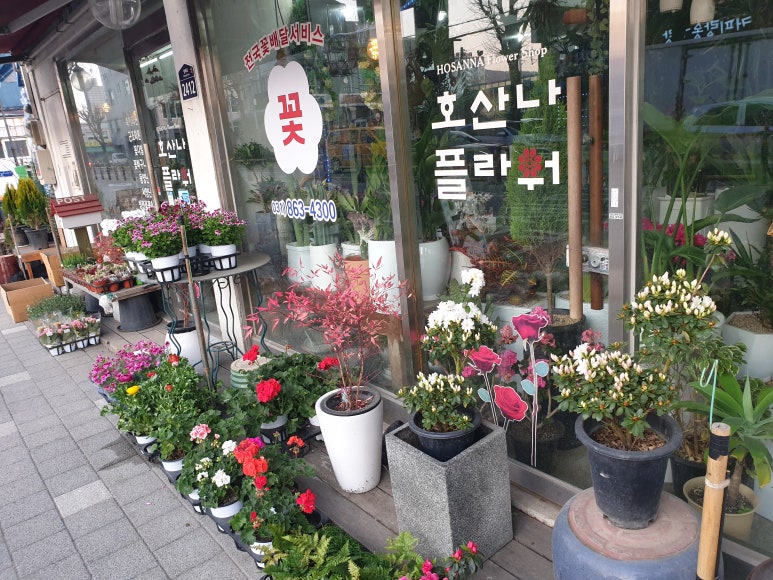 호산나플라워 이미지