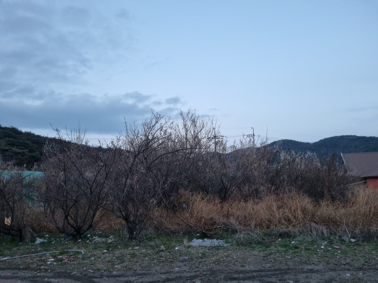 돈참새미 이미지