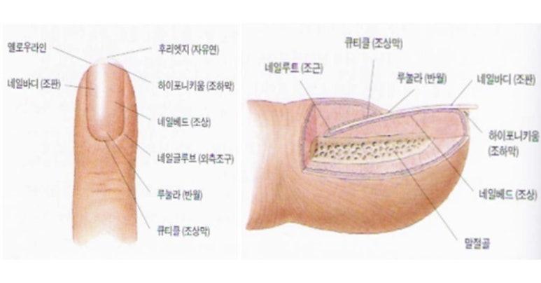루트네일 이미지
