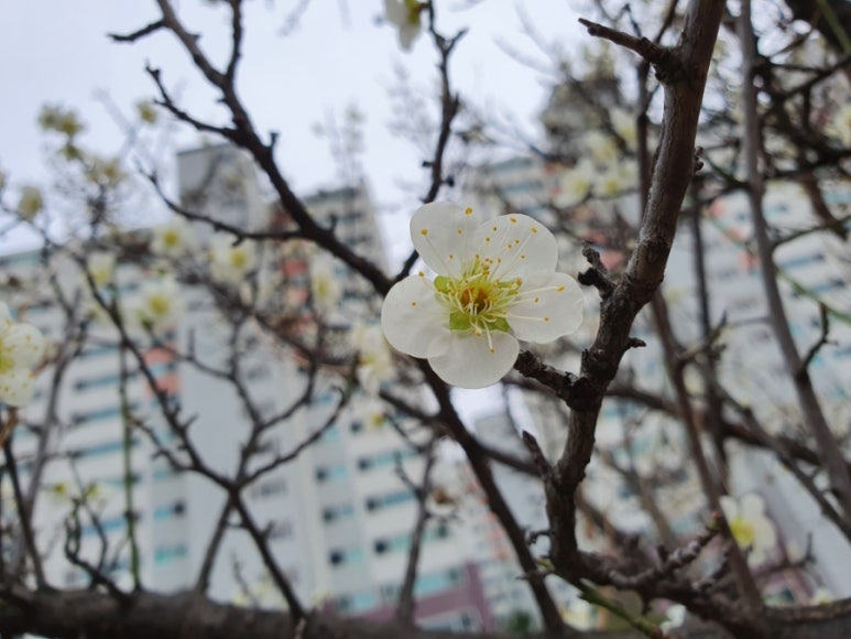 고향축산물불고기 이미지