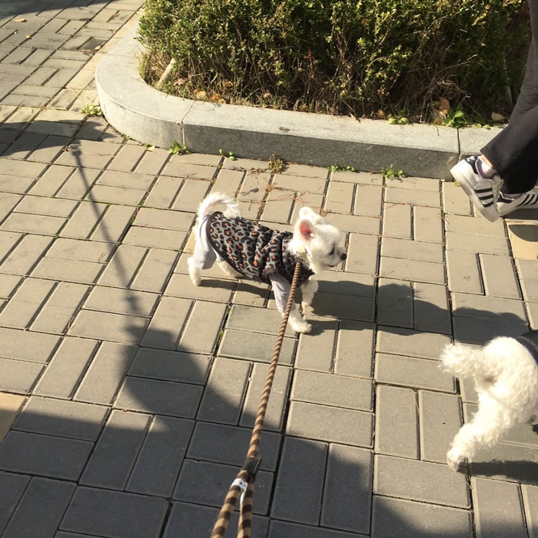 펫츠바이 이미지