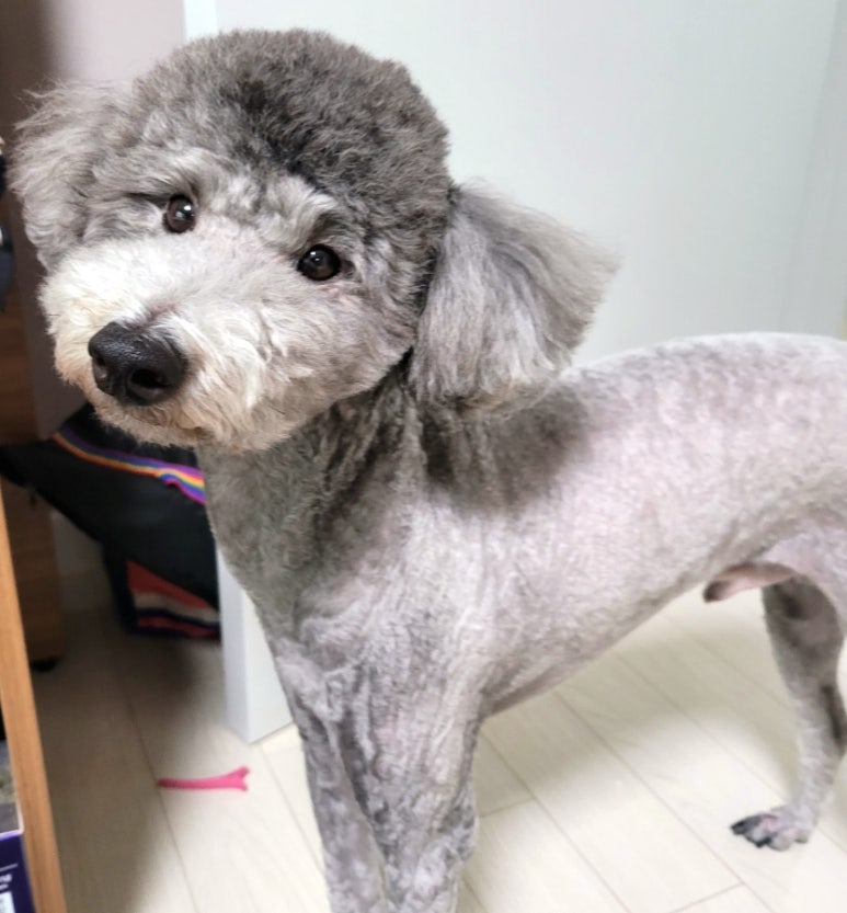마이티그루밍 이미지