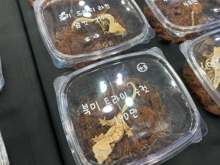 한국이색반려동물박람회 이미지