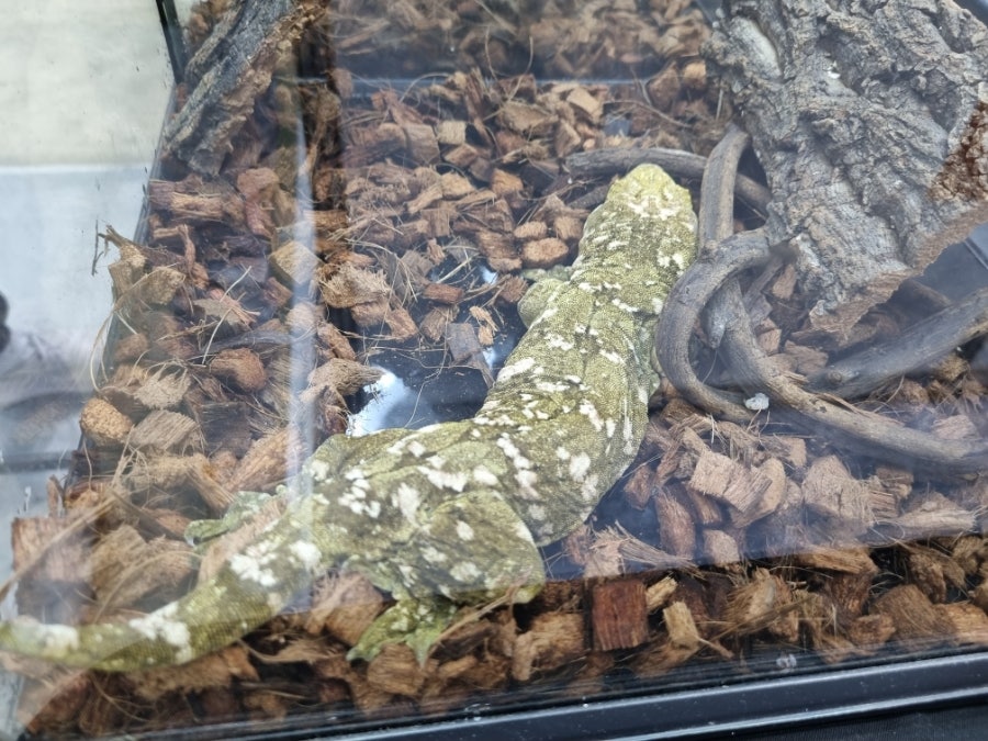 한국이색반려동물박람회 이미지