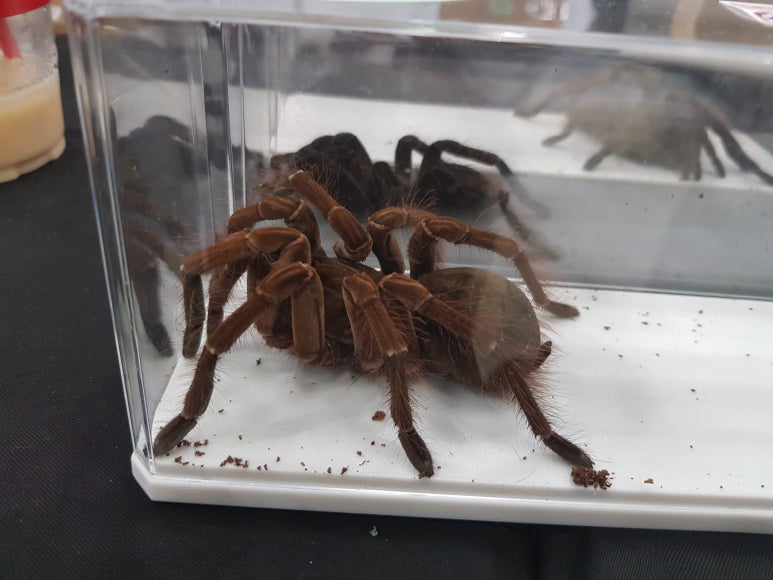 한국이색반려동물박람회 이미지