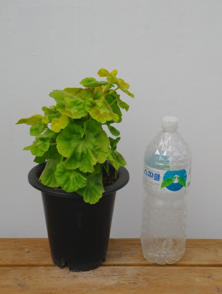 그린숲화원2 이미지