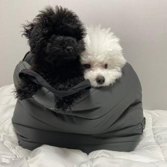 보호리카 이미지