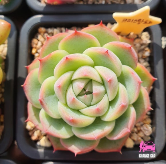러블리엘 이미지