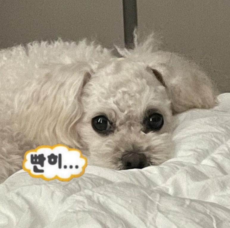나는조개다 이미지