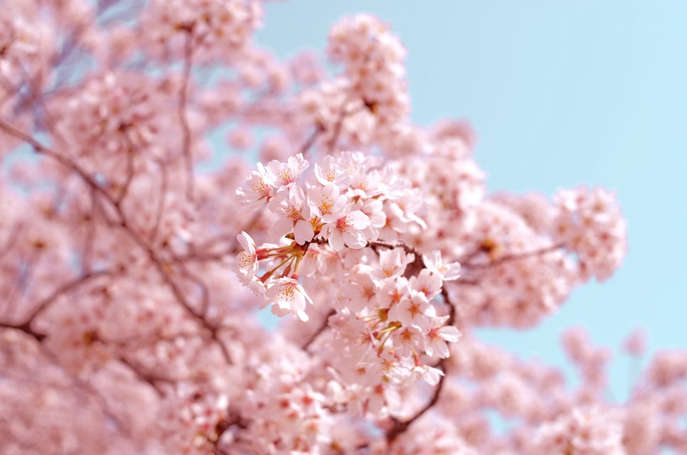 토요요 이미지