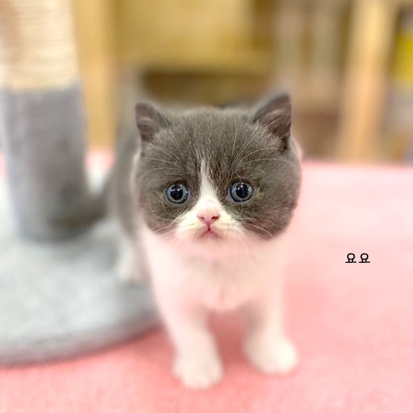 바이요요 이미지