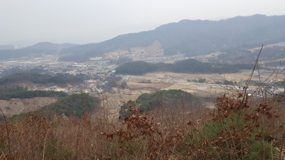 예쁜금송꽃 이미지