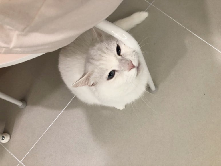 코봉이 이미지