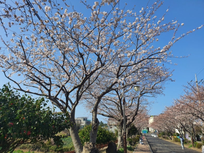 애월고등학교 이미지