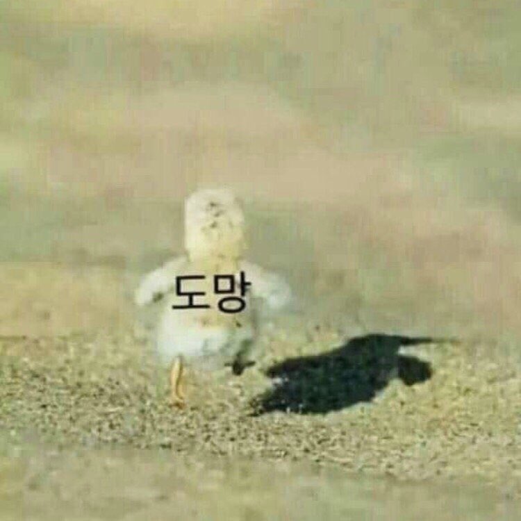 페스코 이미지