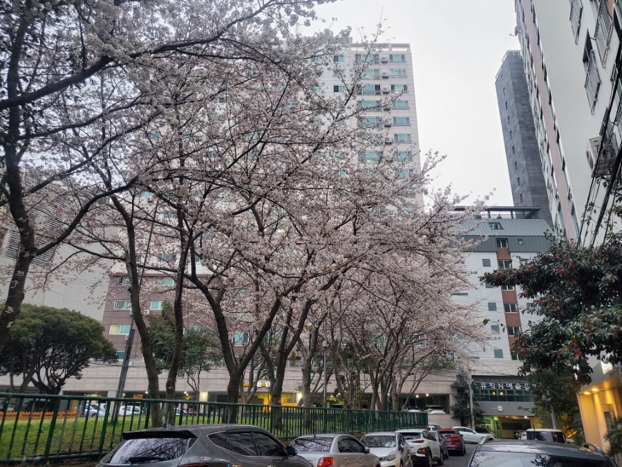 도도름 이미지