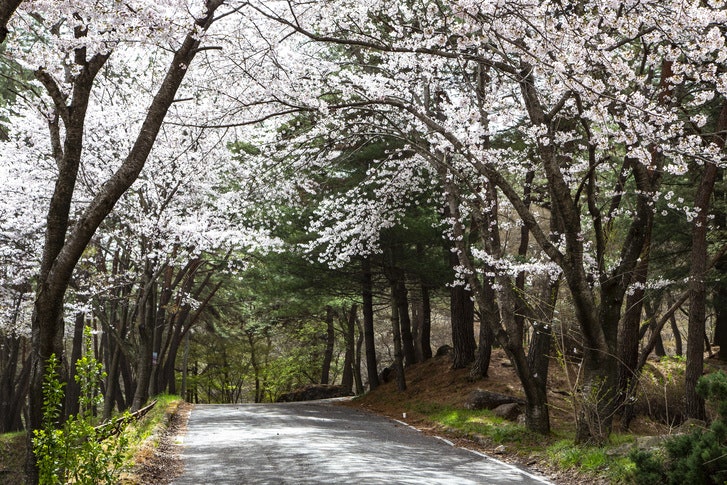 자진뱅이산벚꽃 이미지