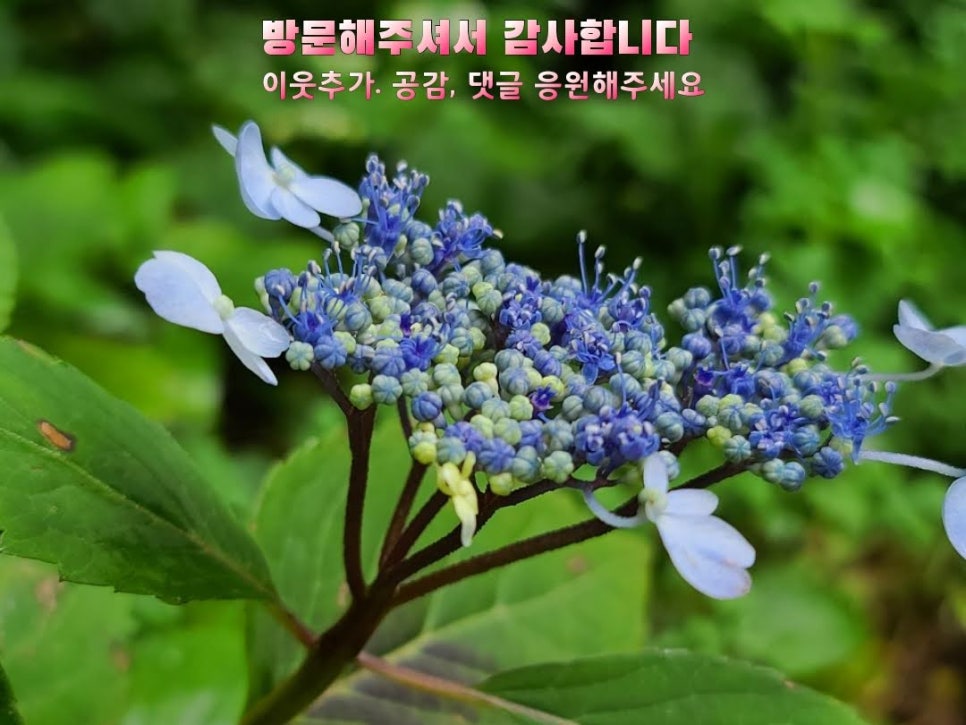 노란담장 이미지