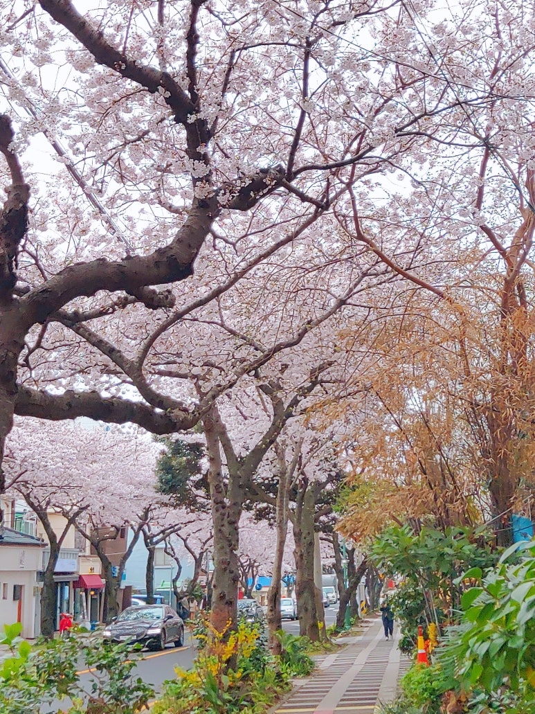 원이조 이미지