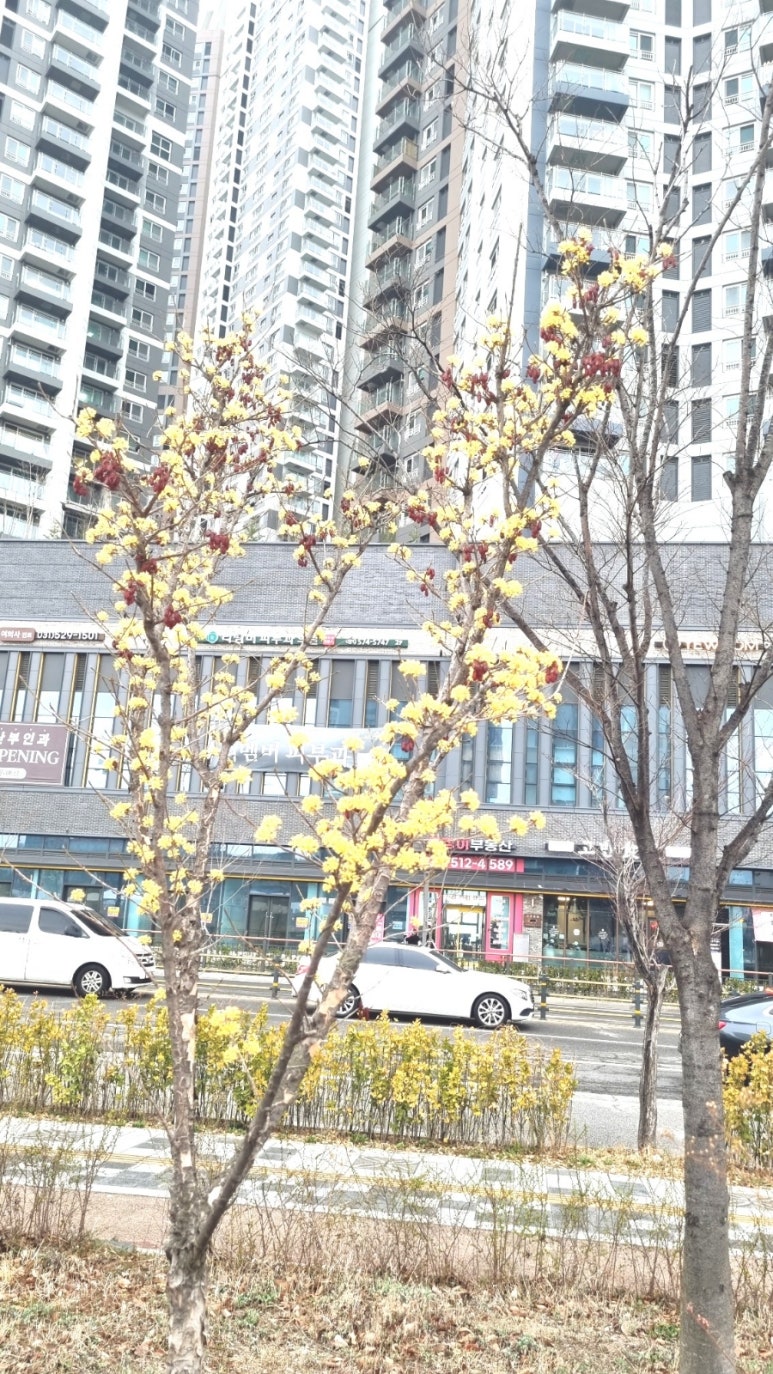 메종드에스떼 이미지