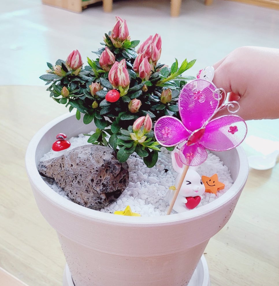 (신)아젤리아 이미지