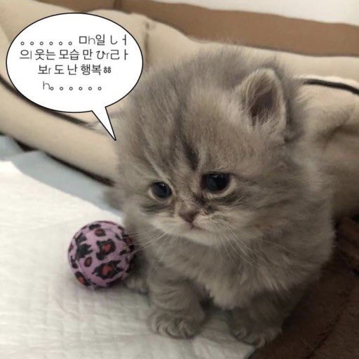 이팔청춘 이미지
