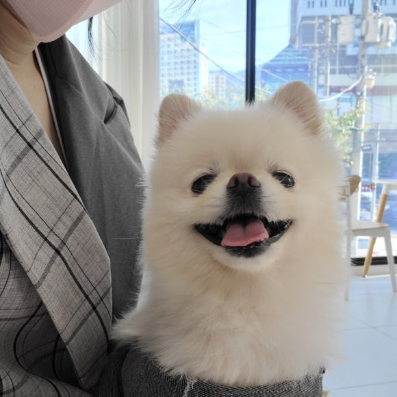코지펫츠 이미지