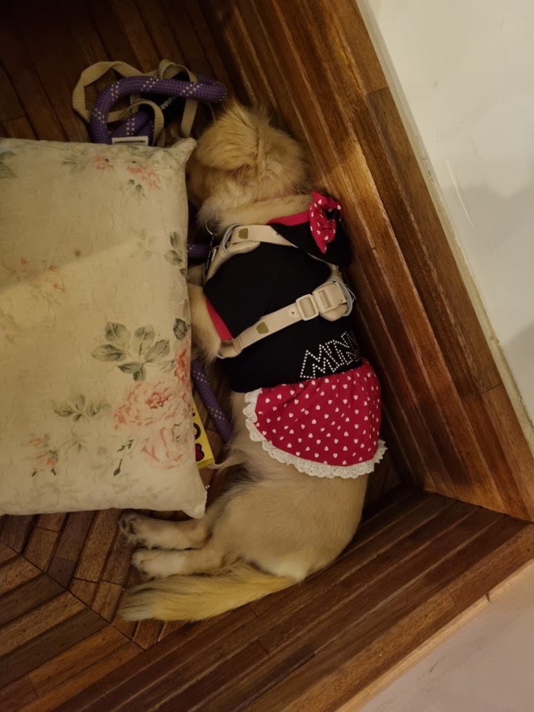 라코즈 이미지