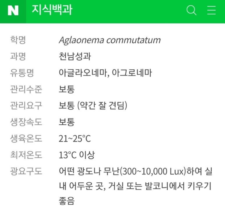 아글라오네마 이미지