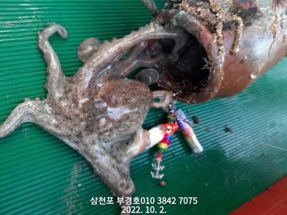 부경호 이미지