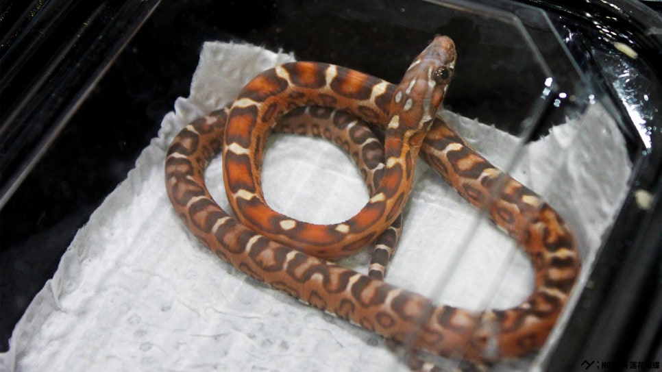 렙타일정글(Reptile Jungle) 이미지
