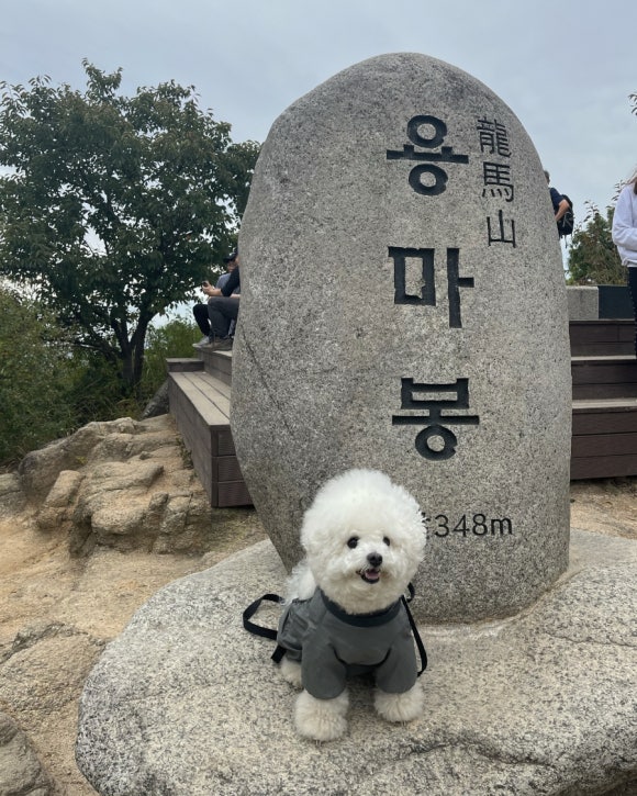 편안꽃 이미지