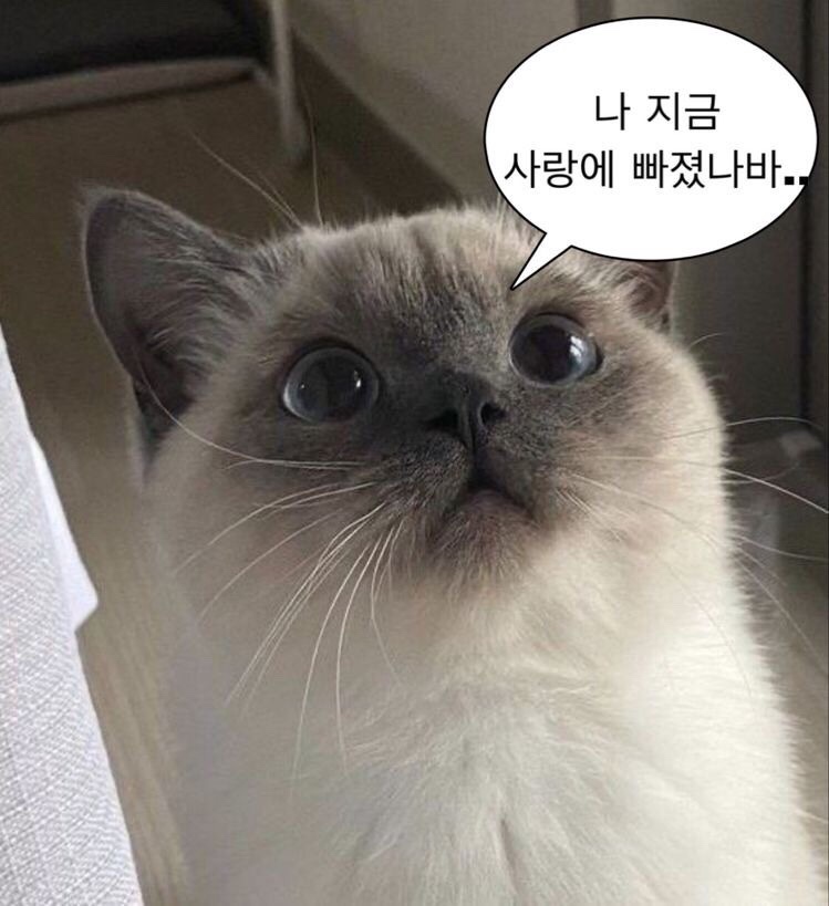 블레스옴 이미지