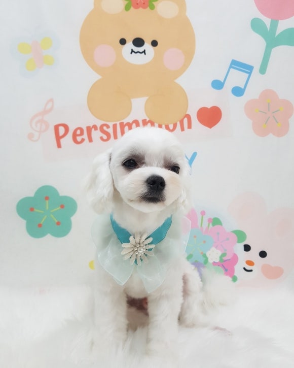 예쁘댕 이미지