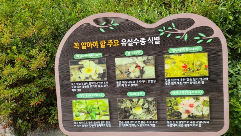 수목 비교 관찰원 이미지