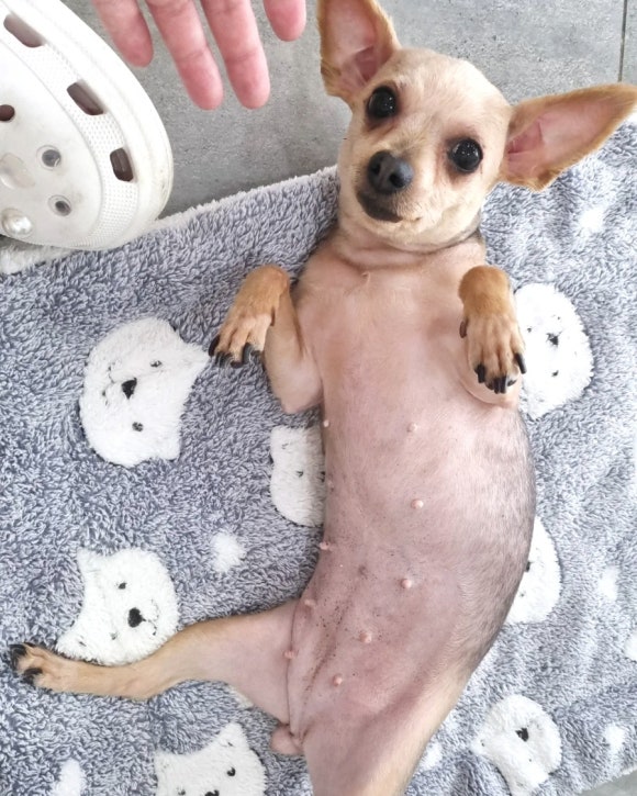 예쁘댕 이미지