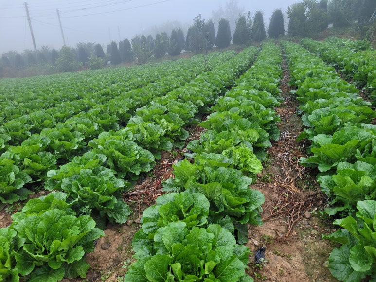 청천농산 이미지